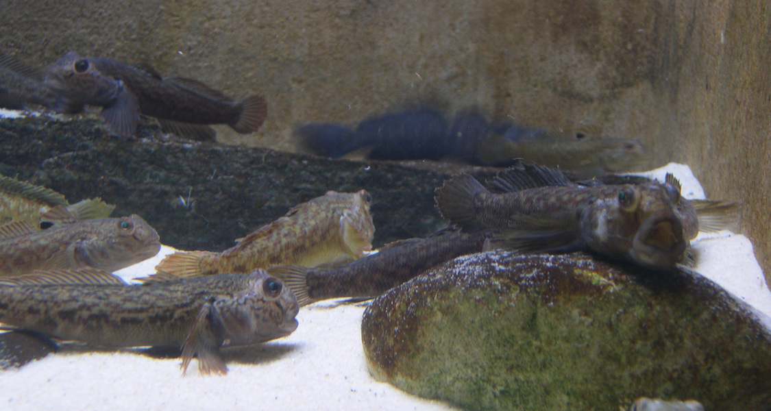 roundgobies