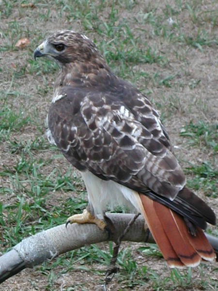 rthawk3