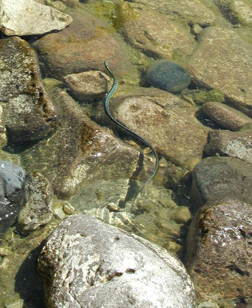 thamnophissirtalis2