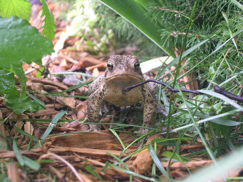 toad5