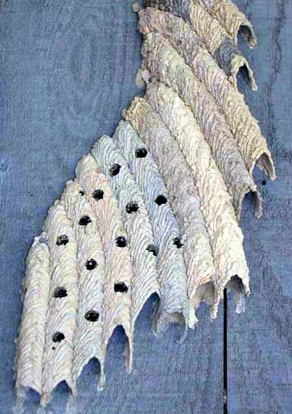 waspnest