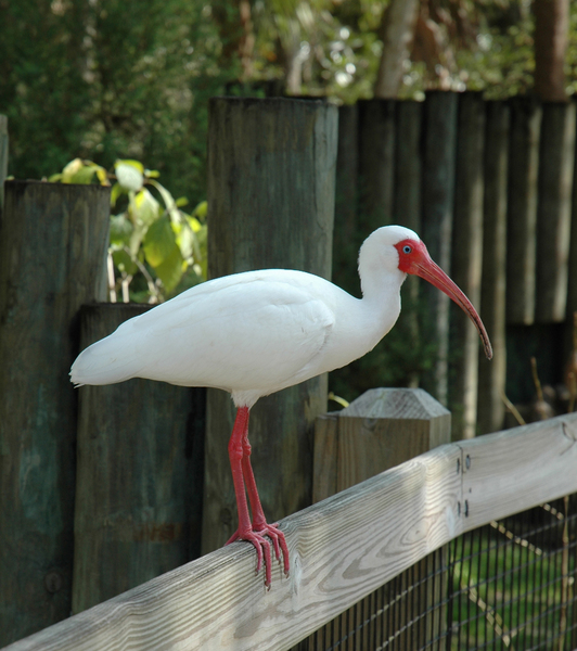 whiteibisfl2