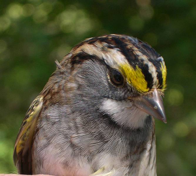 whitethroatedsparrowprtrt