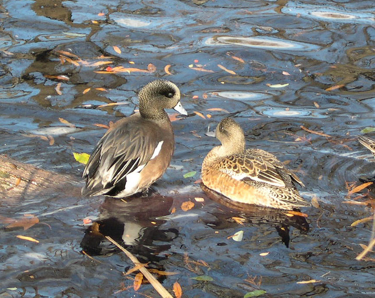 widgeons