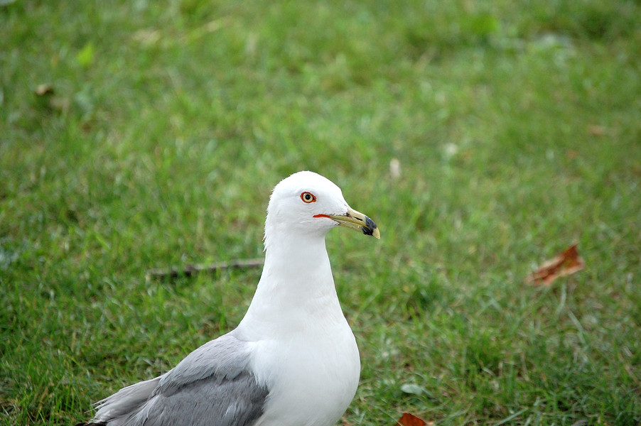 mckinnongull2