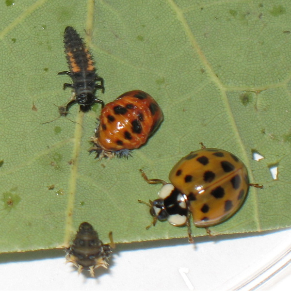 ladybird-lifestages