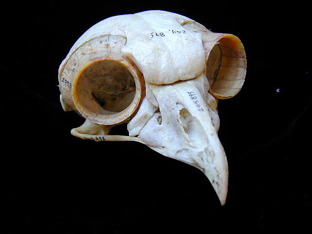 buboskulldorsal1-4ths