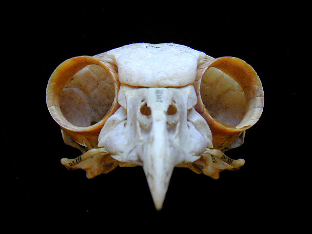 buboskullfrontal