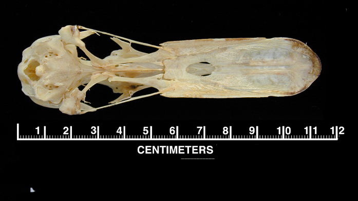 desmognathous