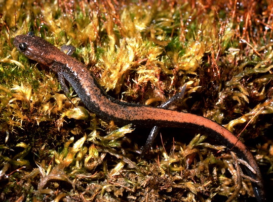 032.herp