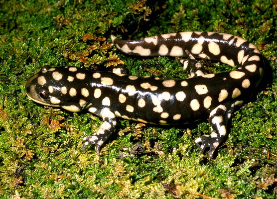 015.herp