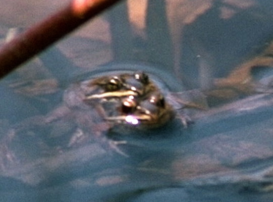 27.herp