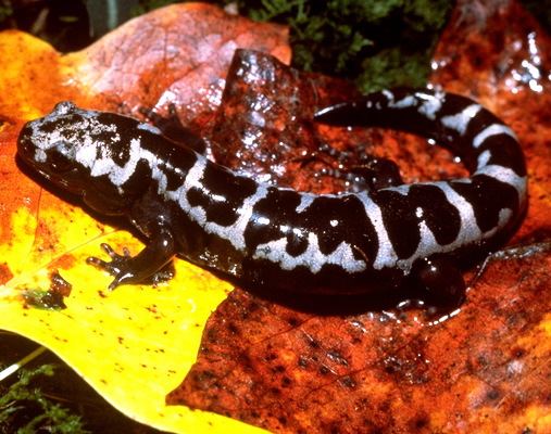 013.herp