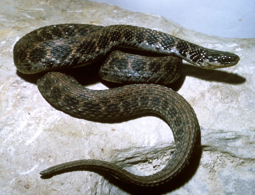 113.herp