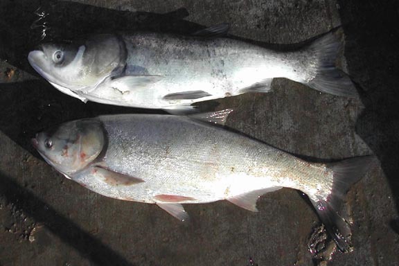 bigheadandsilvercarp