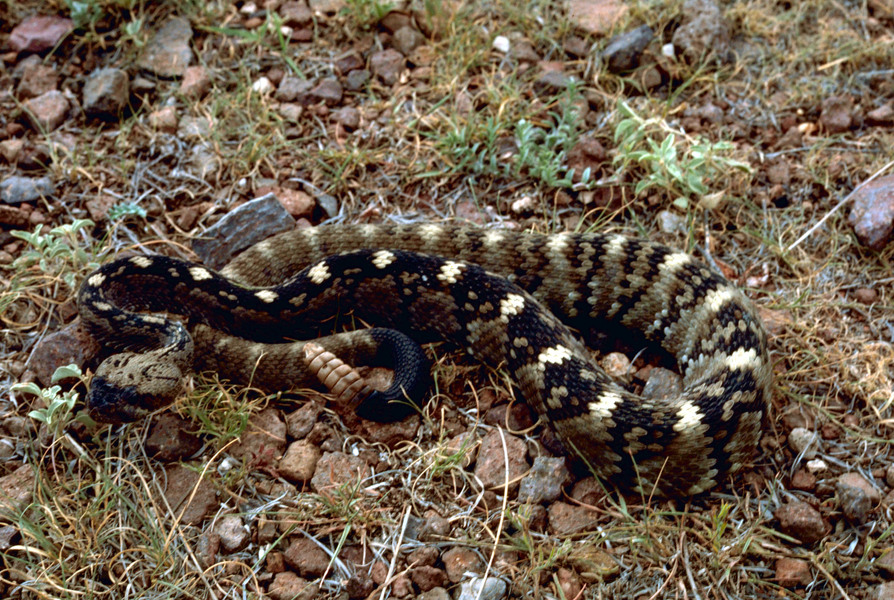 blacktailedrattle