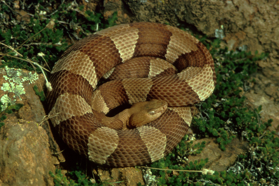 broadbandedcopperhead