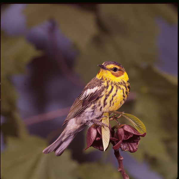 capemaywarbler