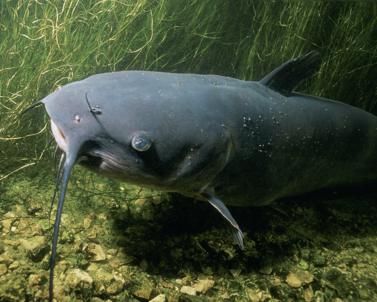 channelcatfish2