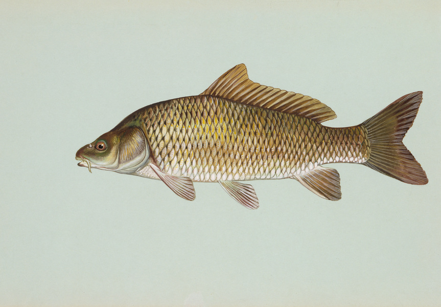commoncarp
