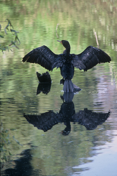 cormorant