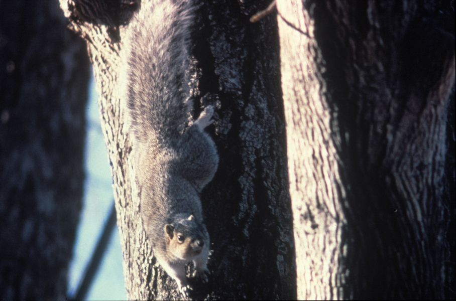 delmarvafoxsquirrel2