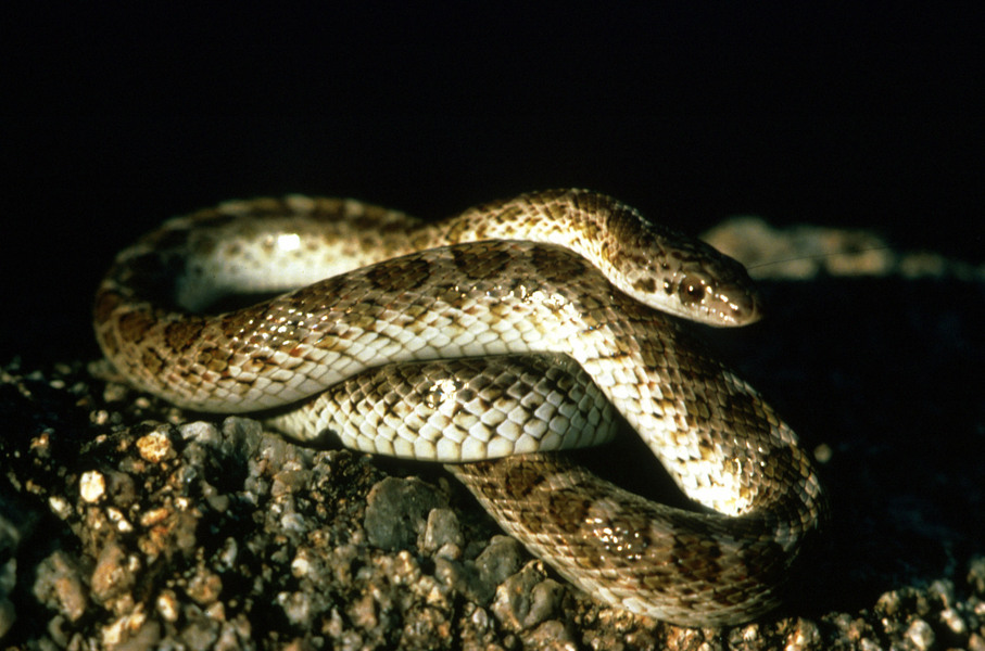 glossysnake