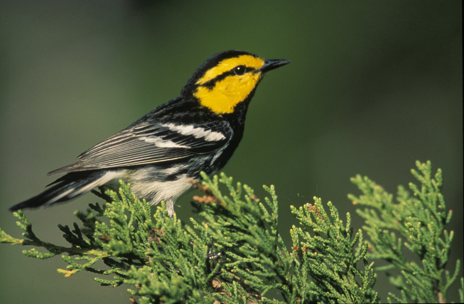 goldencheekedwarbler