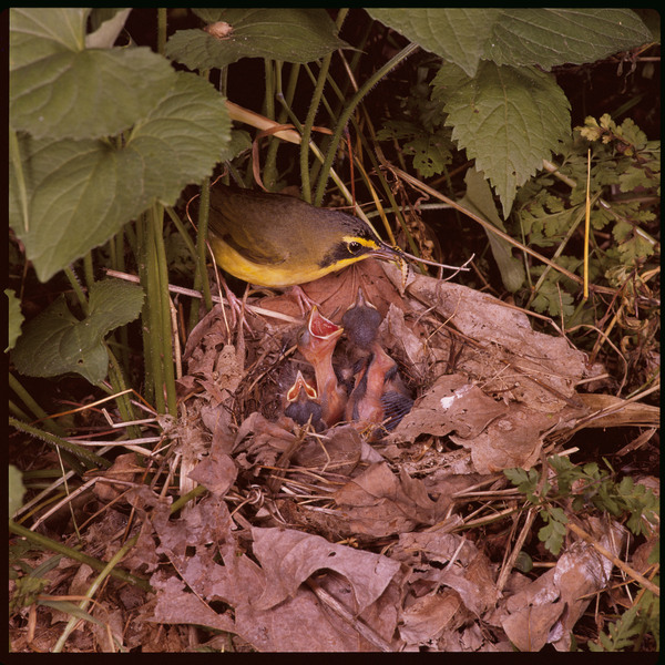 kentuckywarbler