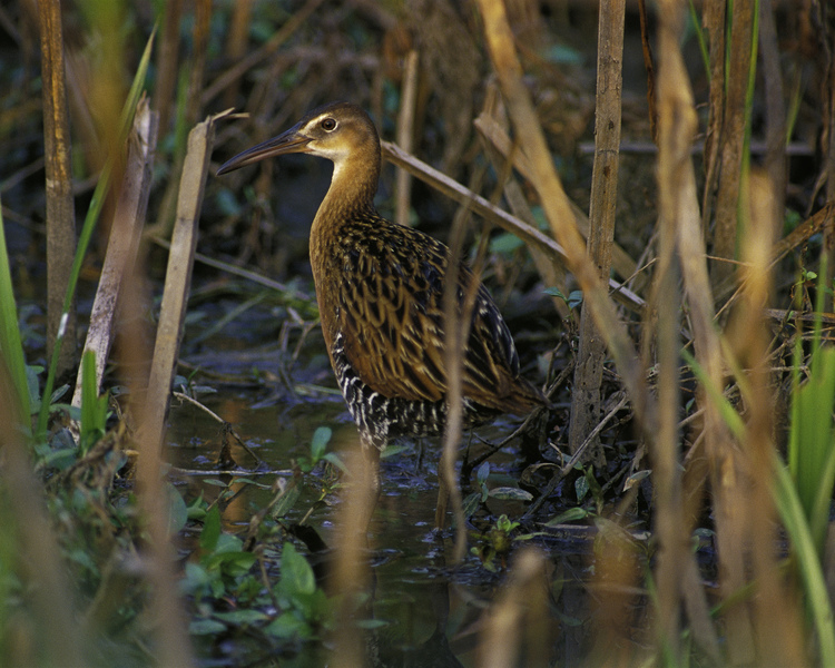 kingrail