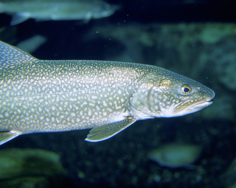 laketrout3