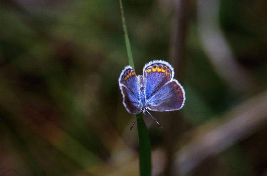 lycaeidesmelissasamuelis