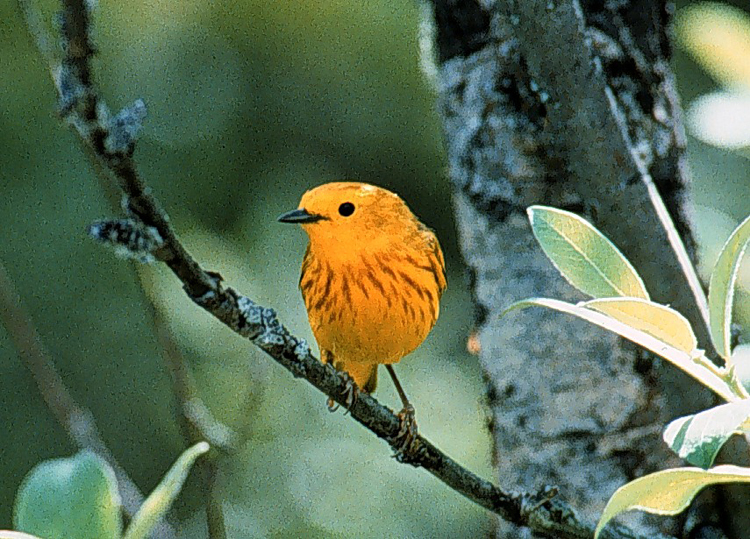 maleyellowwarbler