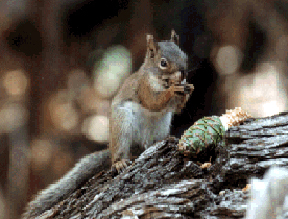 mtgrahamredsquirrel