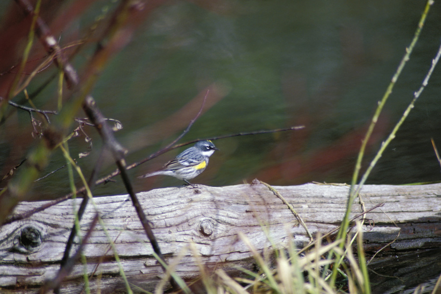 myrtlewarbler