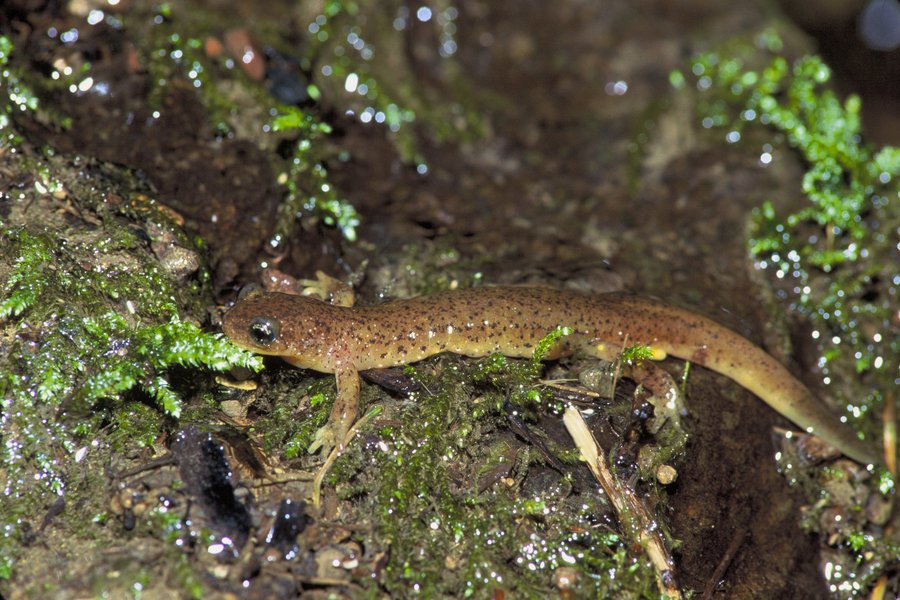 olympicsalamander