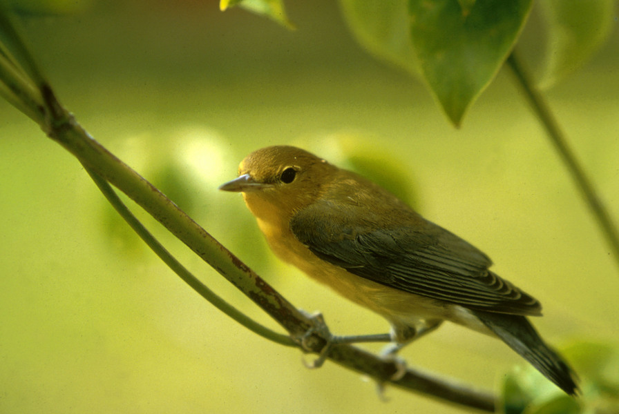 prothonotary