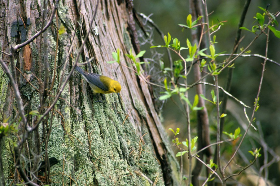 prothonotary2