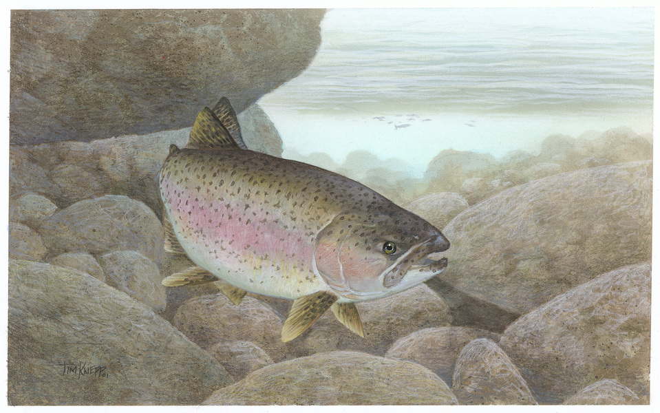 rainbowtrout