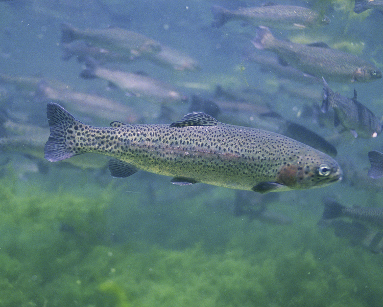 rainbowtrout4