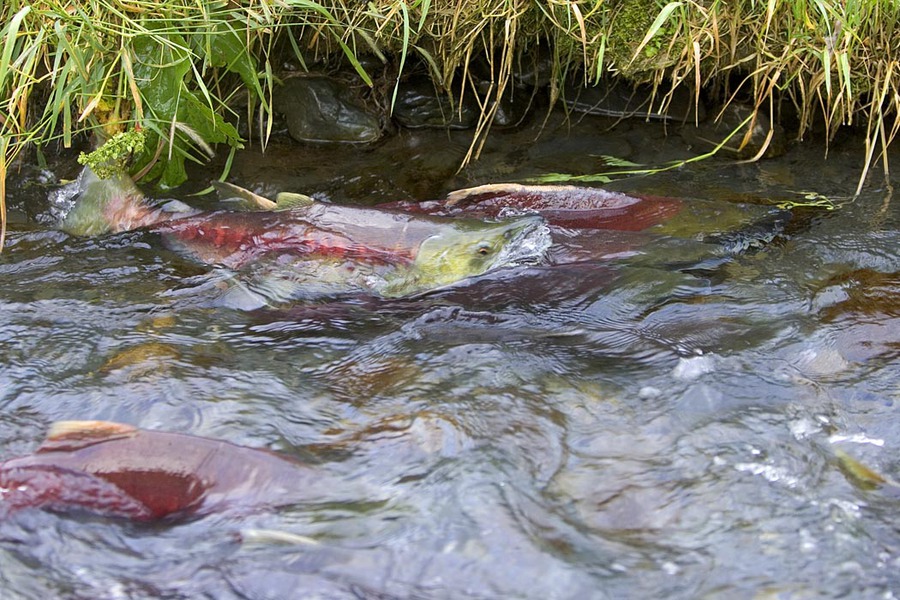 salmon
