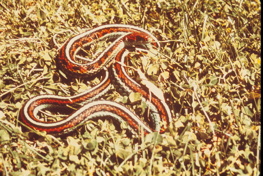 sanfranciscogarter
