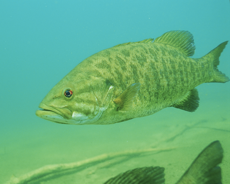smallmouthbass2