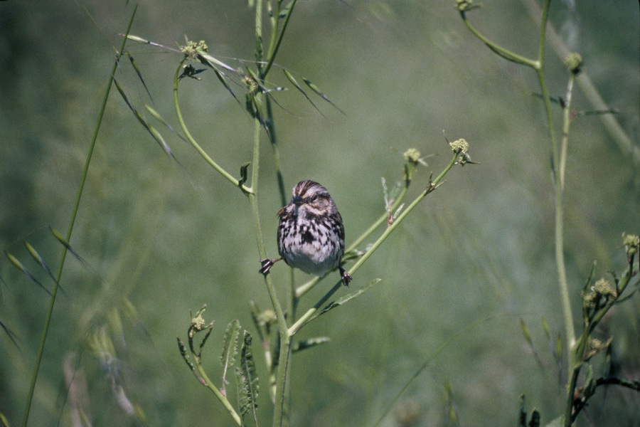 songsparrow