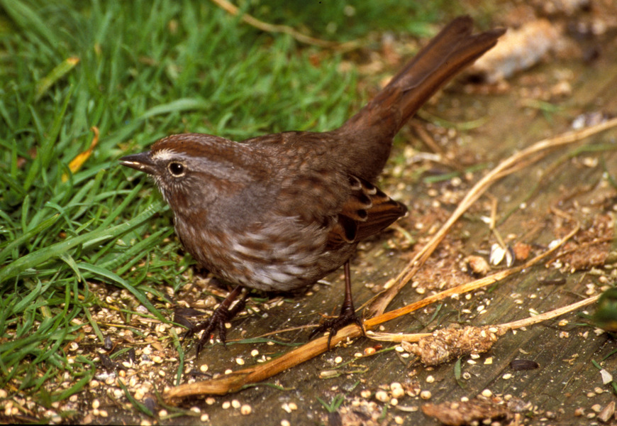 songsparrow12