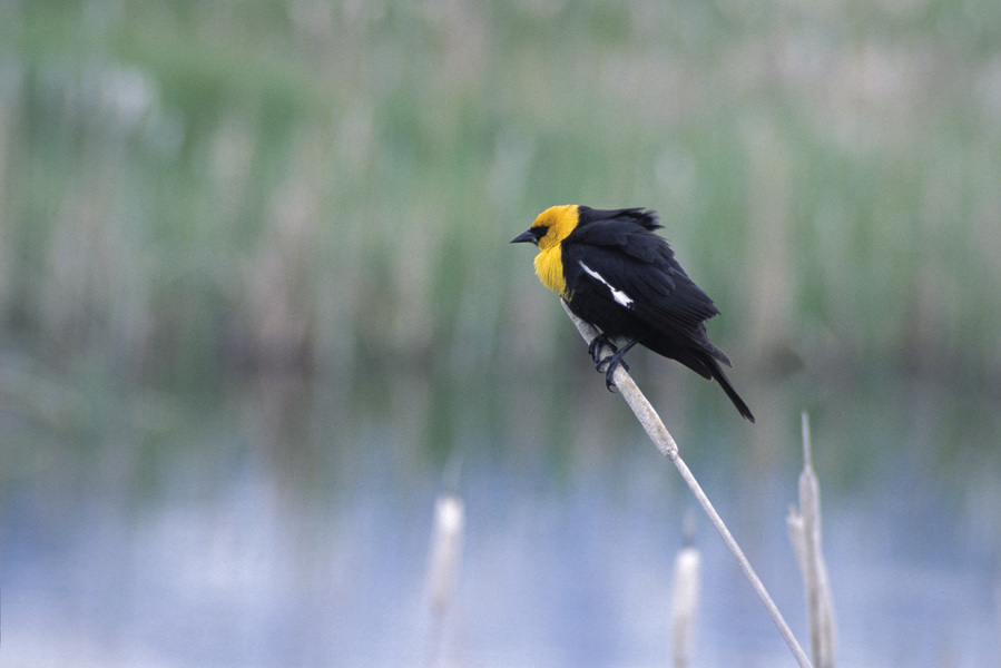 yellowheadedblack