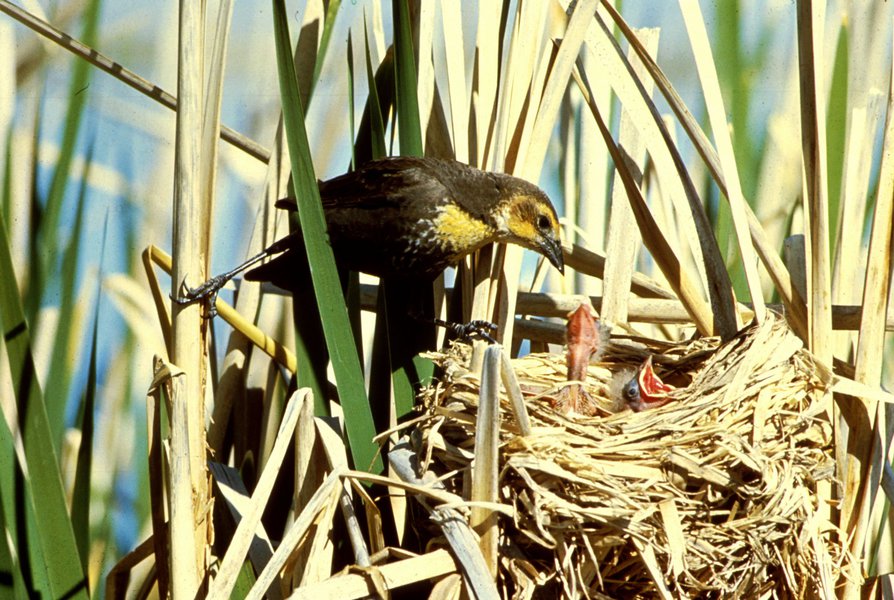 yellowheadedblacknest