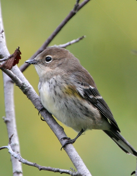 yellowrumpedwarbler