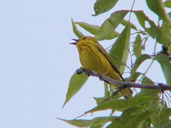 P6104556
