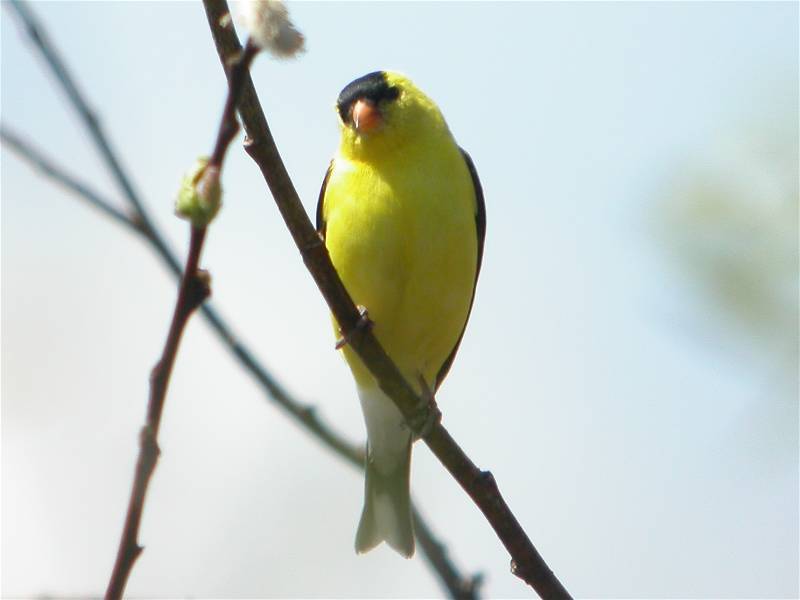 goldfinch